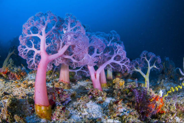 recifes de corais
