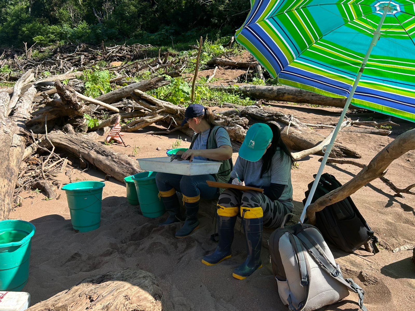 monitoramento da ictiofauna nas UHEs da CERAN - 012026